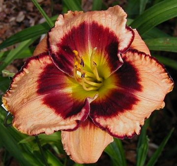 Photo of ARABIAN TRAIL